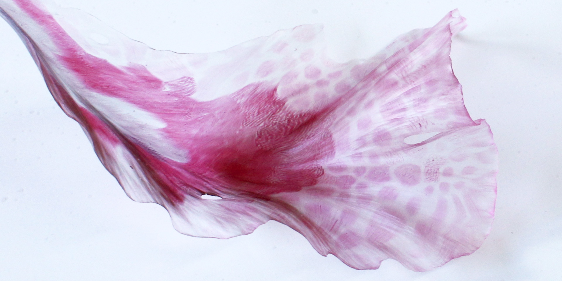 ガラス作品「淡い陽」小曽川瑠那 / Glass Work “Subtle Scenery” Runa Kosogawa